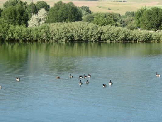 Geese