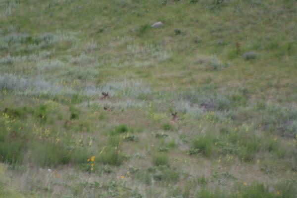 Some deer.