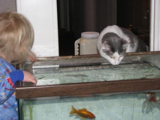 Nimbus drinks some fish food.