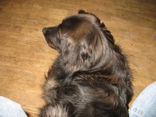 Molly, Carl's dog.