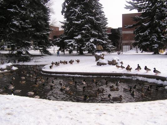 David and Noah chase the ducks at MSU.