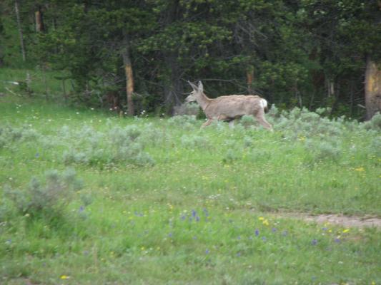 deer