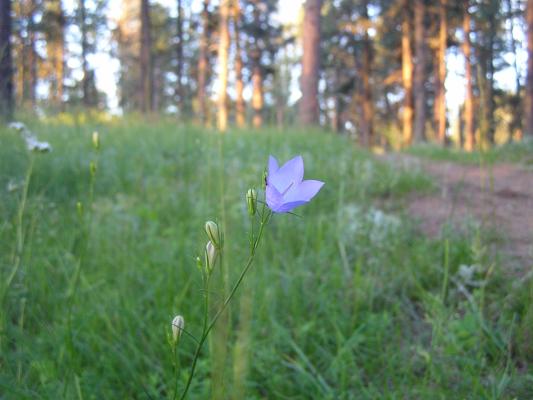 flowers at the Holiday campground