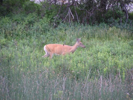 A deer by Mission Creek.