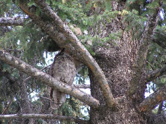 An owl at the MSU campus.
