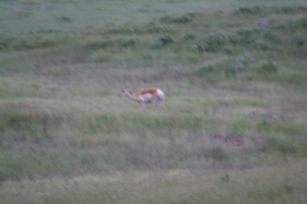 Antelope.