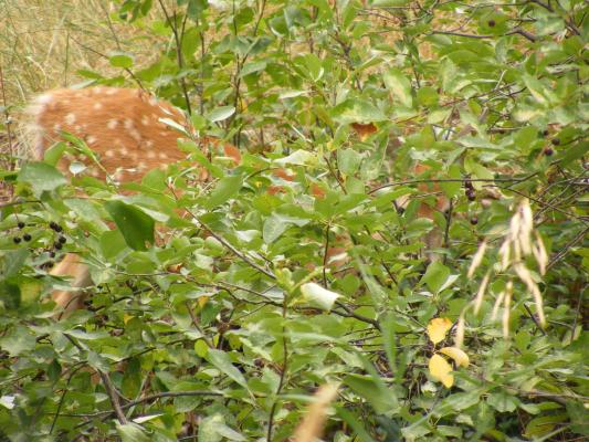 See the spots.