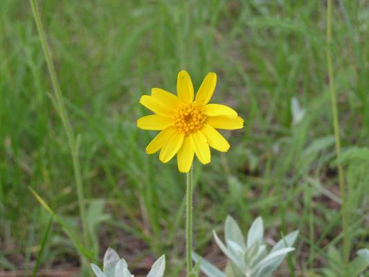 flowers at the Holiday campground