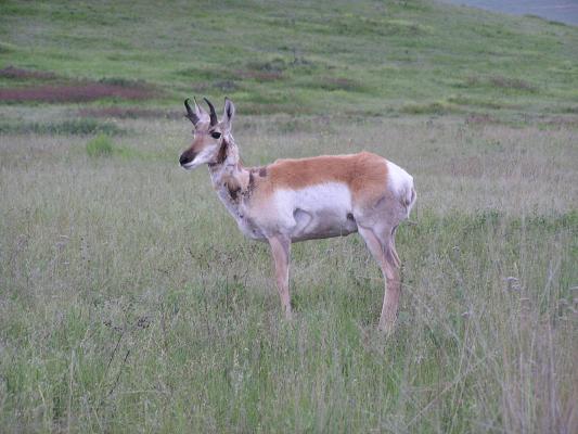 Antelope.