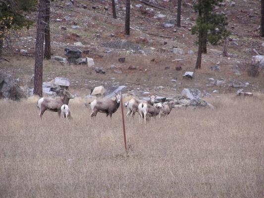 Some Big Horn Sheep near Thompson Falls.