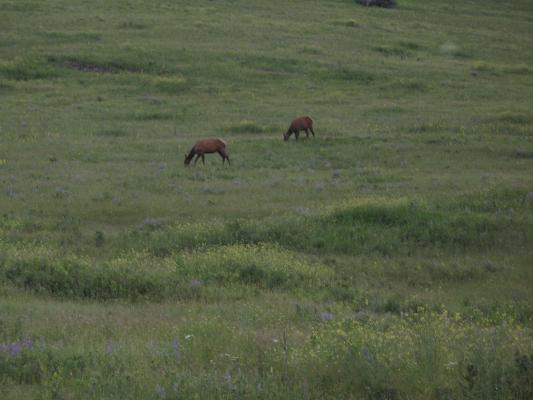 Elk at the Bison Range.
