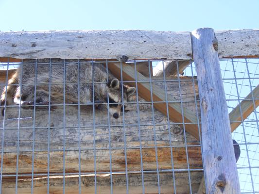 A Racoon at Beartooth Nature Center