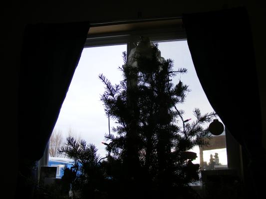 tree silhouette