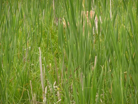 There's a deer behind those cattails.