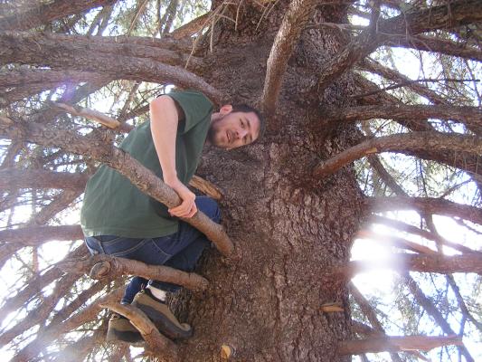 David in a tree at MSU.