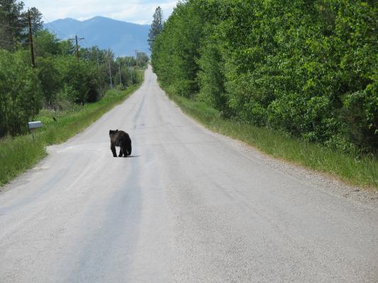 There's a black bear walking down the road.