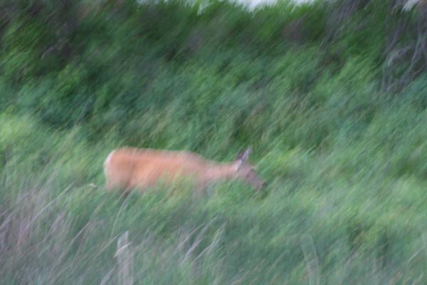 A deer.