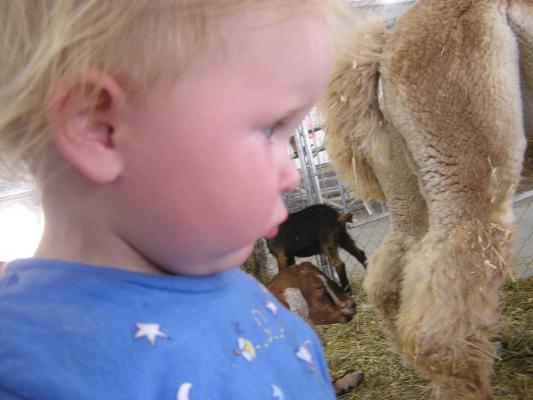 Sarah sees some sleeping cows.