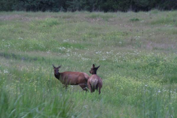 A couple of elk.