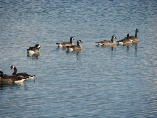 Geese at Gallatin Recreation Area at Bozeman Beach