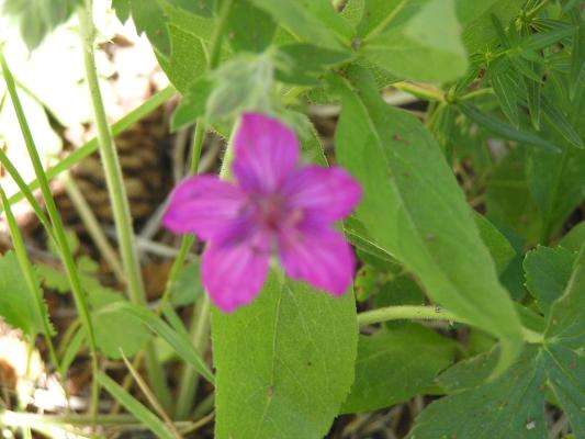 flowers