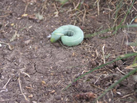 Caterpillar