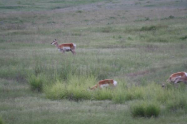 Antelope.