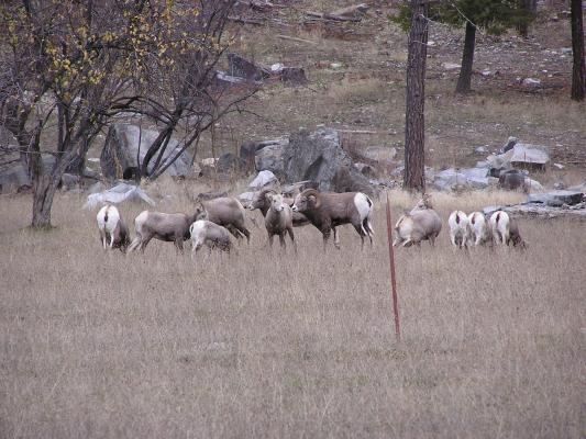 Big Horn Sheep