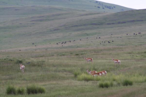 Antelope and Buffalo.