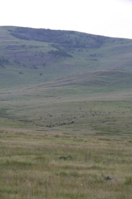 Herd of Buffalo.
