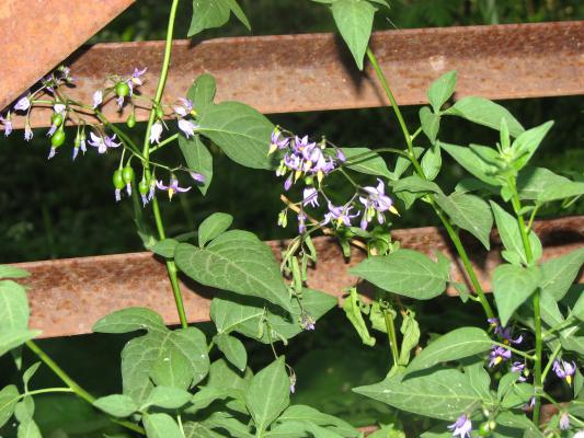 flora at Gallatin Valley Recreation Area