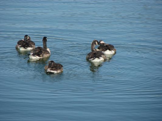Geese in Bozeman Beach