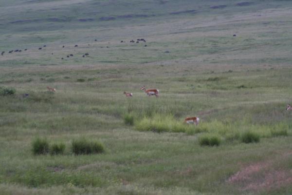 Herd of Buffalo and Antelope.
