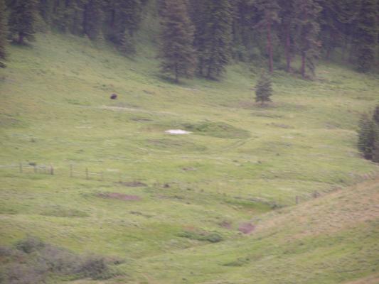 A buffalo?
