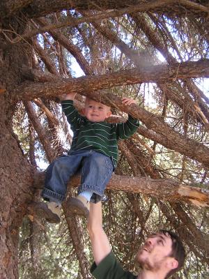 Noah is in the tree and david is helping him.
