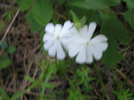 flowers at the Holiday campground