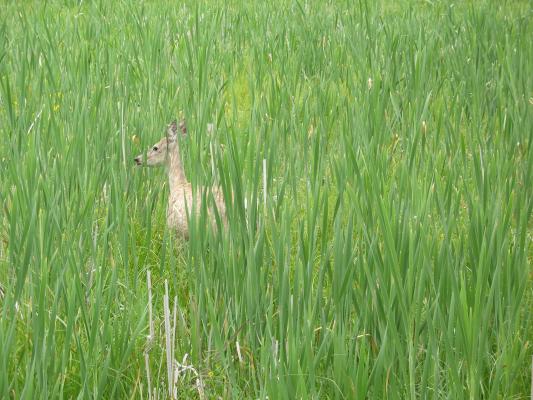 Deer on the nature walk at the Bison Range.