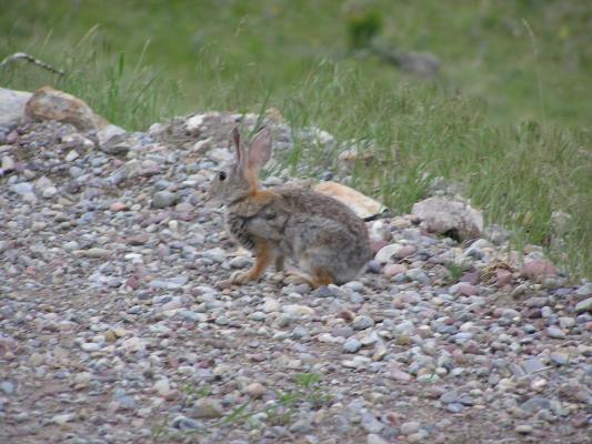 A bunny by the side of the road.