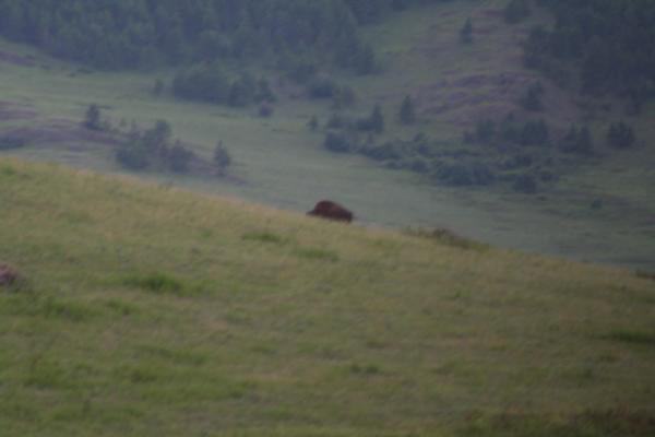 A buffalo.
