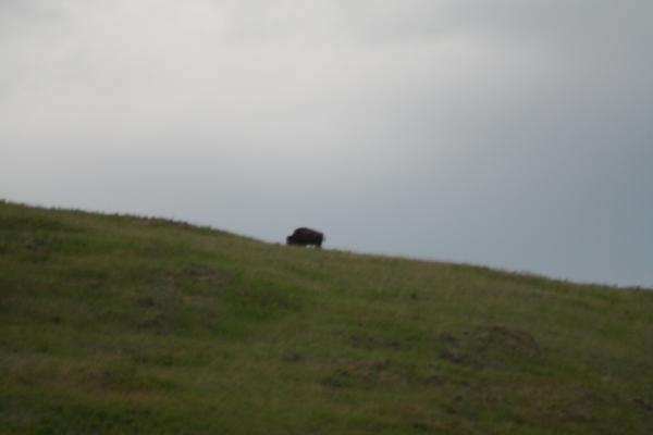A buffalo on the horizon.