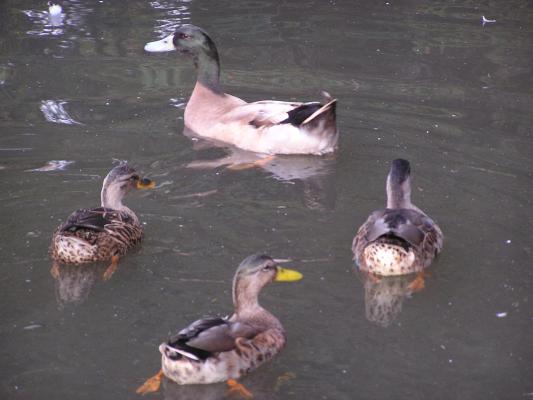 One duck is different