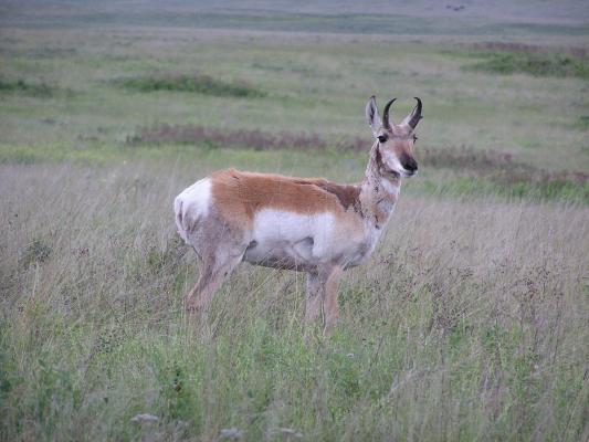 A good pose by the upclose antelope.