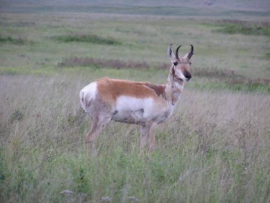 A good pose by the upclose antelope.