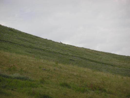 The elk goes over the hill.