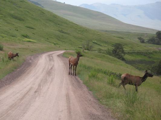 Elk on the road at the Bison Range.