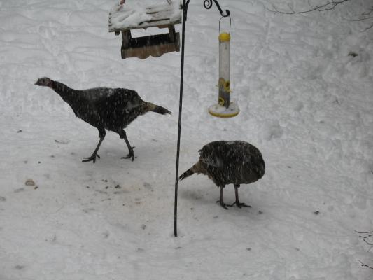 Turkeys