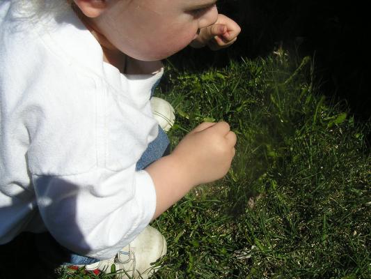 Noah is pretty facinated by lady bugs.