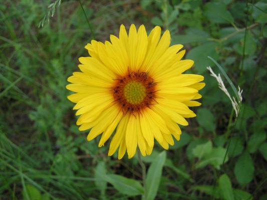 flowers at the Holiday campground