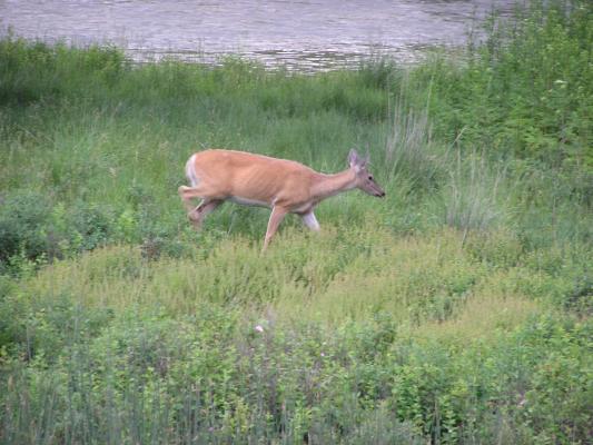 A deer by Mission Creek.