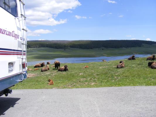 Buffalo near road.